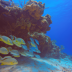 PolarPro GoPro Hero5/6/7 Super Suit raudonas filtras / Red Filter
