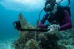 GoPro HERO13 Black veiksmo kamera