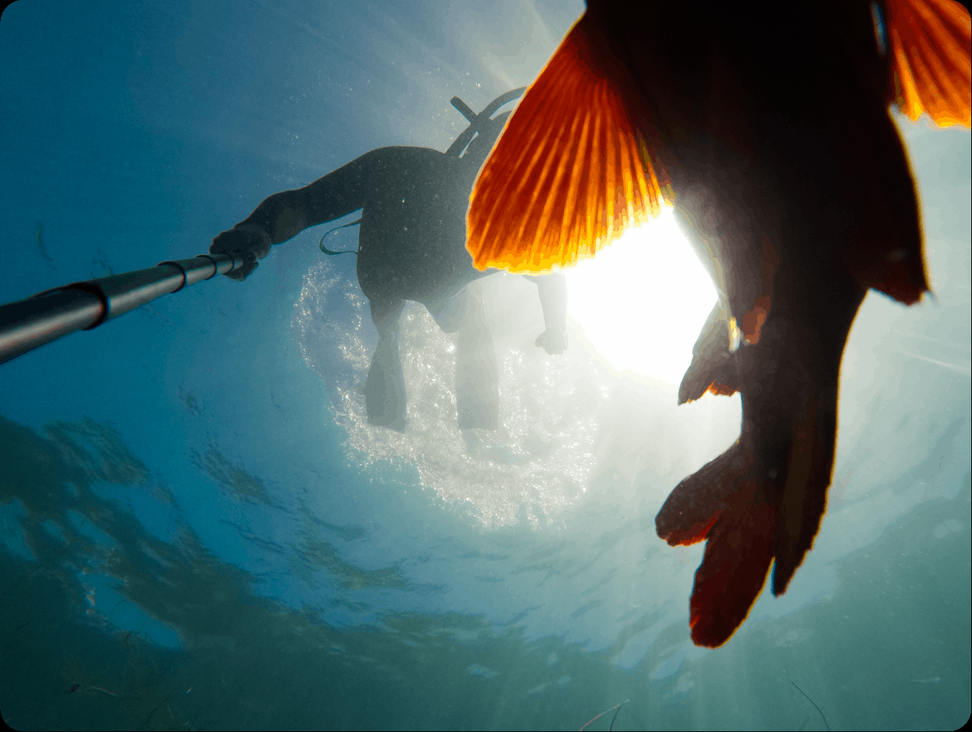 diver